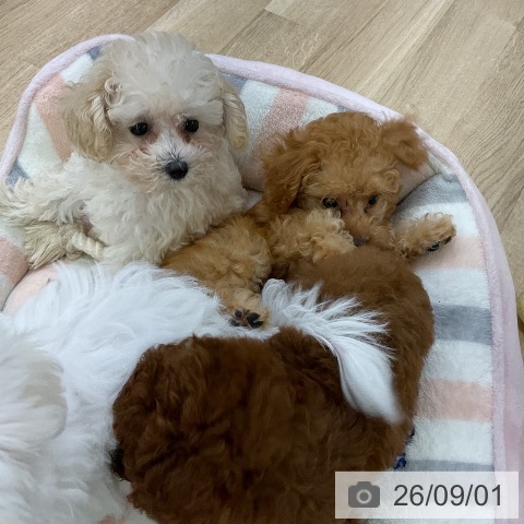 愛知県のトイプードル(トイ) (ペットプラス 東浦店/2026年6月20日生まれ/女の子/ホワイト)の子犬の3枚目の画像
