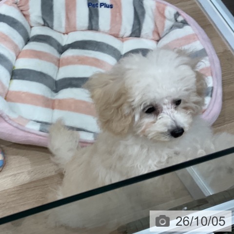 愛知県のトイプードル(トイ) (ペットプラス 東浦店/2026年6月20日生まれ/女の子/ホワイト)の子犬の3枚目の画像