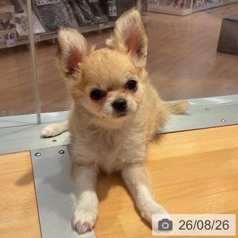 チワワの写真