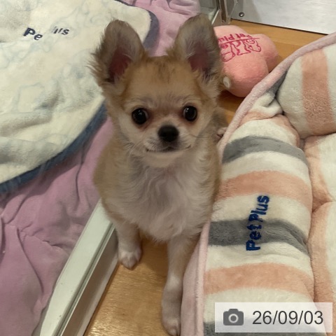 愛知県のチワワ(ロング) (ペットプラス 名古屋茶屋店/2026年6月21日生まれ/男の子/フォーンホワイト)の子犬の3枚目の画像