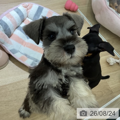 愛知県のミニチュアシュナウザー (ペットプラス イオンモール豊川店/2026年6月22日生まれ/男の子/ソルトペッパー)の子犬の4枚目の画像