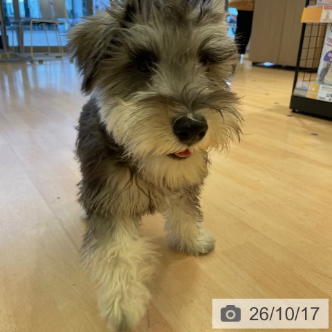 三重県のミニチュアシュナウザー (ペットプラス 東員店/2026年6月22日生まれ/男の子/ソルトペッパー)の子犬の4枚目の画像