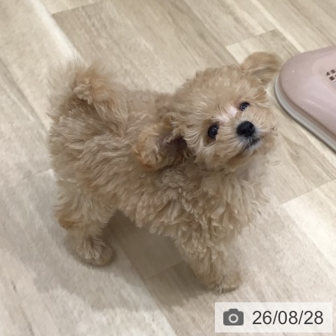 岐阜県のトイプードル(トイ) (ペットプラス 各務原店/2026年6月20日生まれ/男の子/アプリコット)の子犬の3枚目の画像