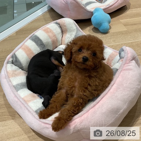 三重県のトイプードル(トイ) (ペットプラス 鈴鹿店/2026年6月21日生まれ/女の子/レッド)の子犬の3枚目の画像