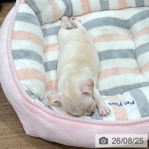 愛知県のチワワ(ロング) (ペッツワン 東海店/2026年6月22日生まれ/男の子/クリームホワイト)の子犬の4枚目の画像