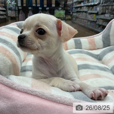 愛知県のチワワ(ロング) (ペッツワン 東海店/2026年6月22日生まれ/男の子/クリームホワイト)の子犬の3枚目の画像