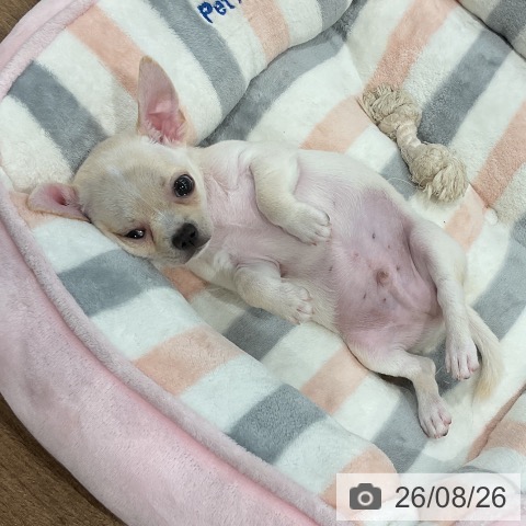 愛知県のチワワ(ロング) (ペッツワン 東海店/2026年6月22日生まれ/男の子/クリームホワイト)の子犬の4枚目の画像