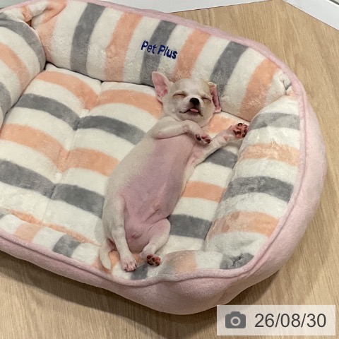 チワワの写真