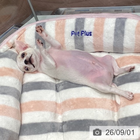 チワワの写真