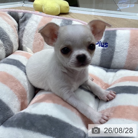 チワワの写真
