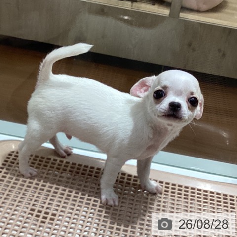 チワワの写真