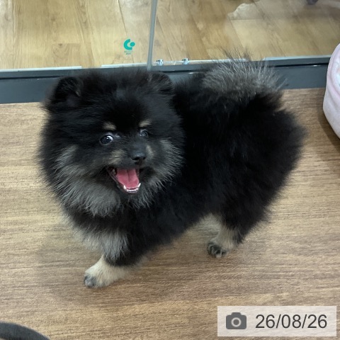 ポメラニアンの写真