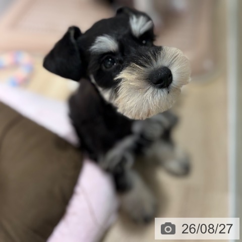 ミニチュア・シュナウザーの写真