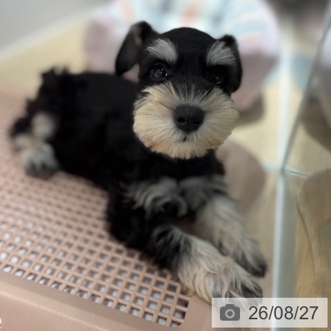 ミニチュア・シュナウザーの写真