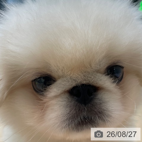ペキニーズの写真