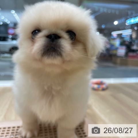 ペキニーズの写真