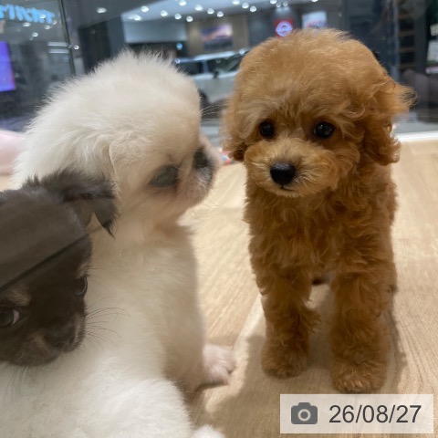 ペキニーズの写真