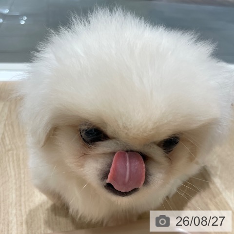ペキニーズの写真