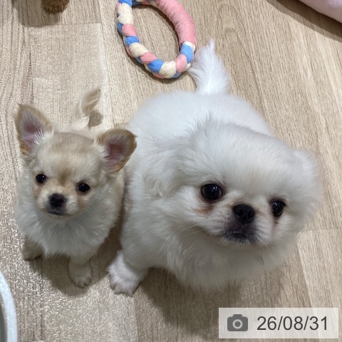 宮城県のペキニーズ (ペットプラス 仙台上杉店/2026年6月23日生まれ/男の子/ホワイト)の子犬の4枚目の画像