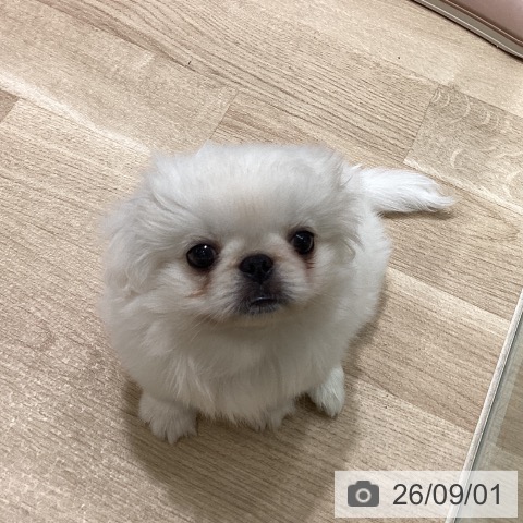 宮城県のペキニーズ (ペットプラス 仙台上杉店/2026年6月23日生まれ/男の子/ホワイト)の子犬の3枚目の画像