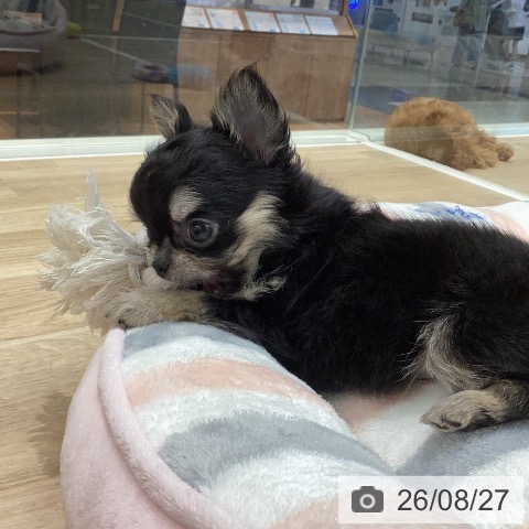 岐阜県のチワワ(ロング) (ペットプラス 各務原店/2026年6月21日生まれ/男の子/ブラッククリーム)の子犬の3枚目の画像