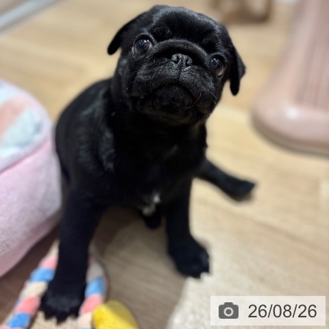 パグの写真