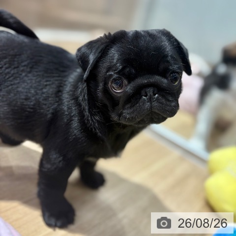 パグの写真
