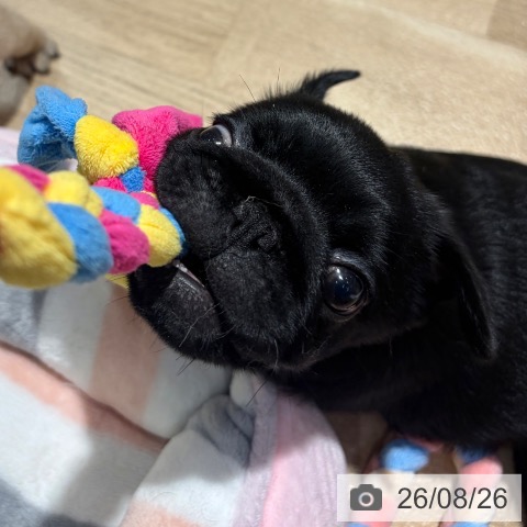 パグの写真