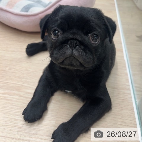 パグの写真