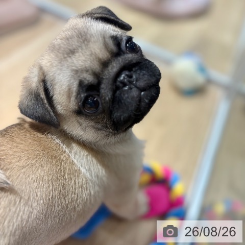 パグの写真