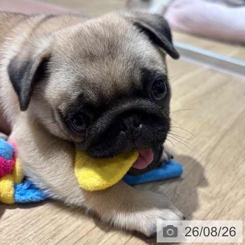 パグの写真