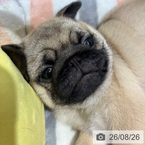 パグの写真