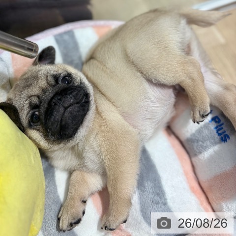 パグの写真