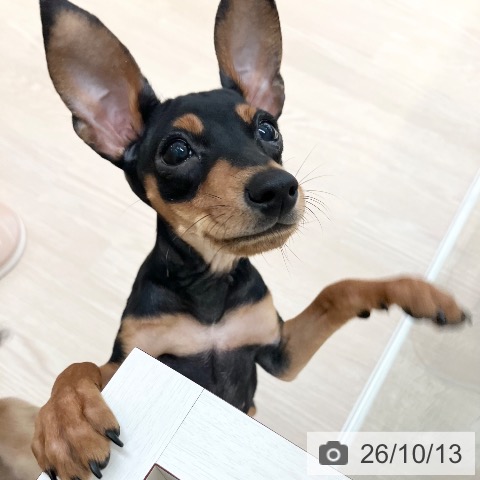 ミニチュア・ピンシャーの写真
