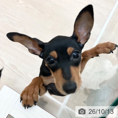 ミニチュア・ピンシャーの写真