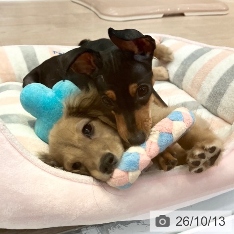ミニチュア・ピンシャーの写真