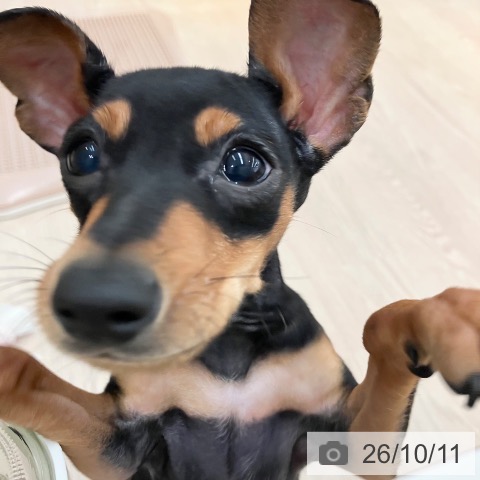 ミニチュア・ピンシャーの写真