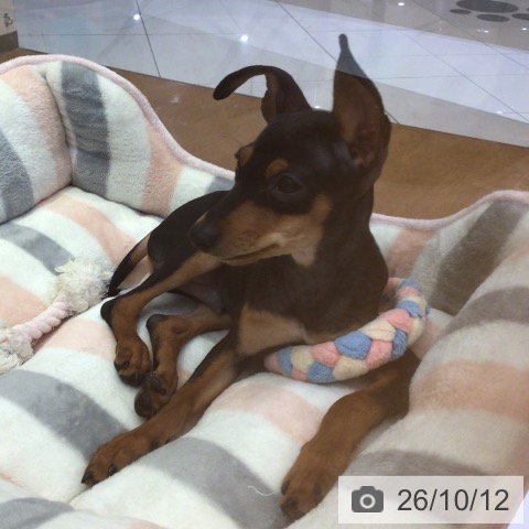ミニチュア・ピンシャーの写真