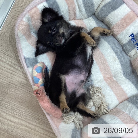 石川県のチワワ(ロング) (ペットプラス 白山店/2026年6月18日生まれ/男の子/ブラックタン)の子犬の3枚目の画像