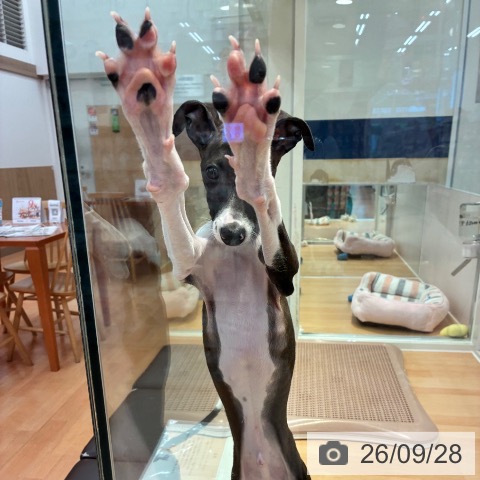 神奈川県のイタリアングレーハウンド (ペットプラス 海老名店/2026年6月20日生まれ/男の子/シールホワイト)の子犬の4枚目の画像