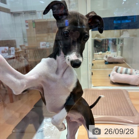 神奈川県のイタリアングレーハウンド (ペットプラス 海老名店/2026年6月20日生まれ/男の子/シールホワイト)の子犬の3枚目の画像
