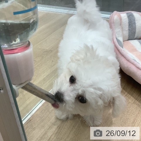 愛知県のビションフリーゼ (ペットプラス 熱田店/2026年6月17日生まれ/男の子/ホワイト)の子犬の3枚目の画像