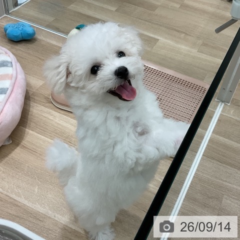 愛知県のビションフリーゼ (ペットプラス 熱田店/2026年6月17日生まれ/男の子/ホワイト)の子犬の3枚目の画像