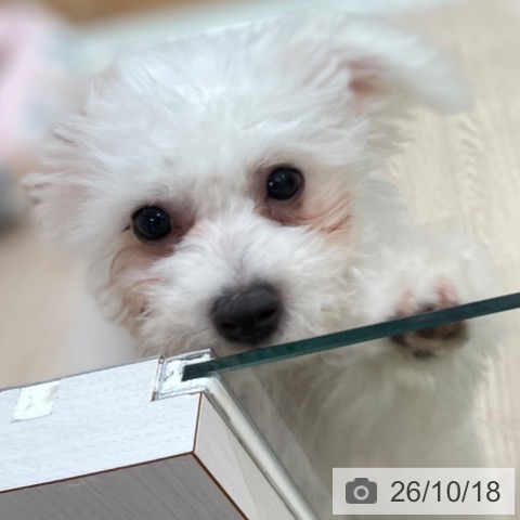 ビション・フリーゼの写真