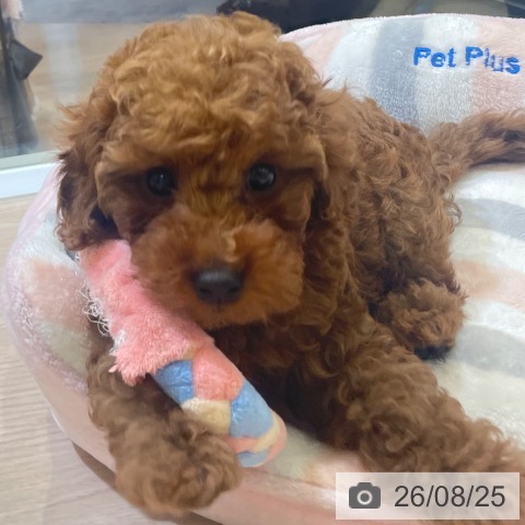 富山県のトイプードル(トイ) (ペットプラス 高岡店/2026年6月23日生まれ/男の子/レッド)の子犬の4枚目の画像