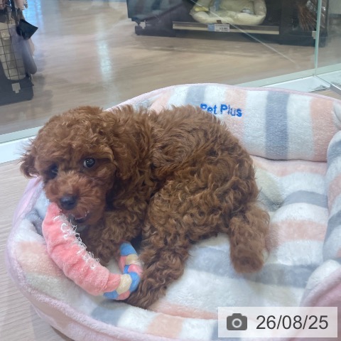 富山県のトイプードル(トイ) (ペットプラス 高岡店/2026年6月23日生まれ/男の子/レッド)の子犬の3枚目の画像