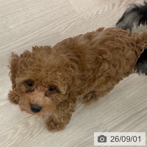 福井県のトイプードル(トイ) (ペットプラス 福井店/2026年6月23日生まれ/女の子/レッド)の子犬の4枚目の画像