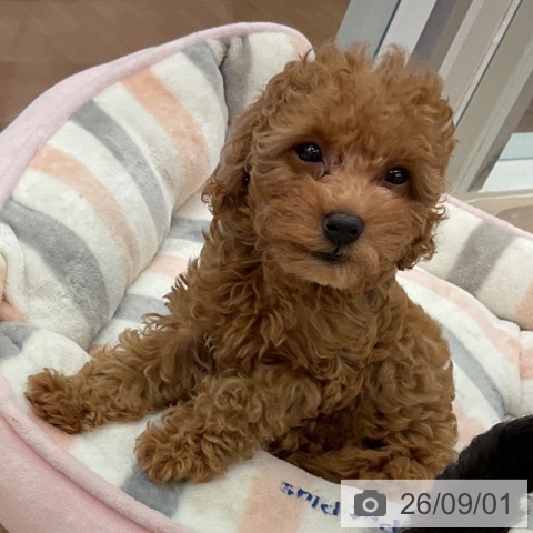 福井県のトイプードル(トイ) (ペットプラス 福井店/2026年6月23日生まれ/女の子/レッド)の子犬の3枚目の画像
