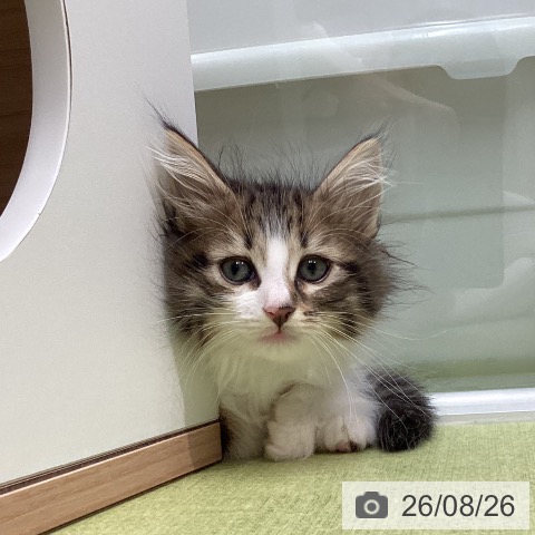 ノルウェージャンフォレストキャットの写真