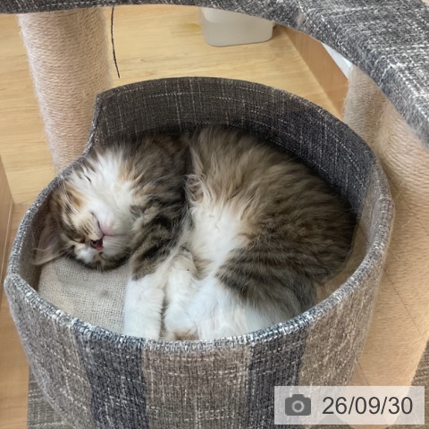 三重県のノルウェージャンフォレストキャット (ペッツワン 桑名店/2026年6月24日生まれ/男の子/ブラウンタビーホワイト)の子猫の4枚目の画像